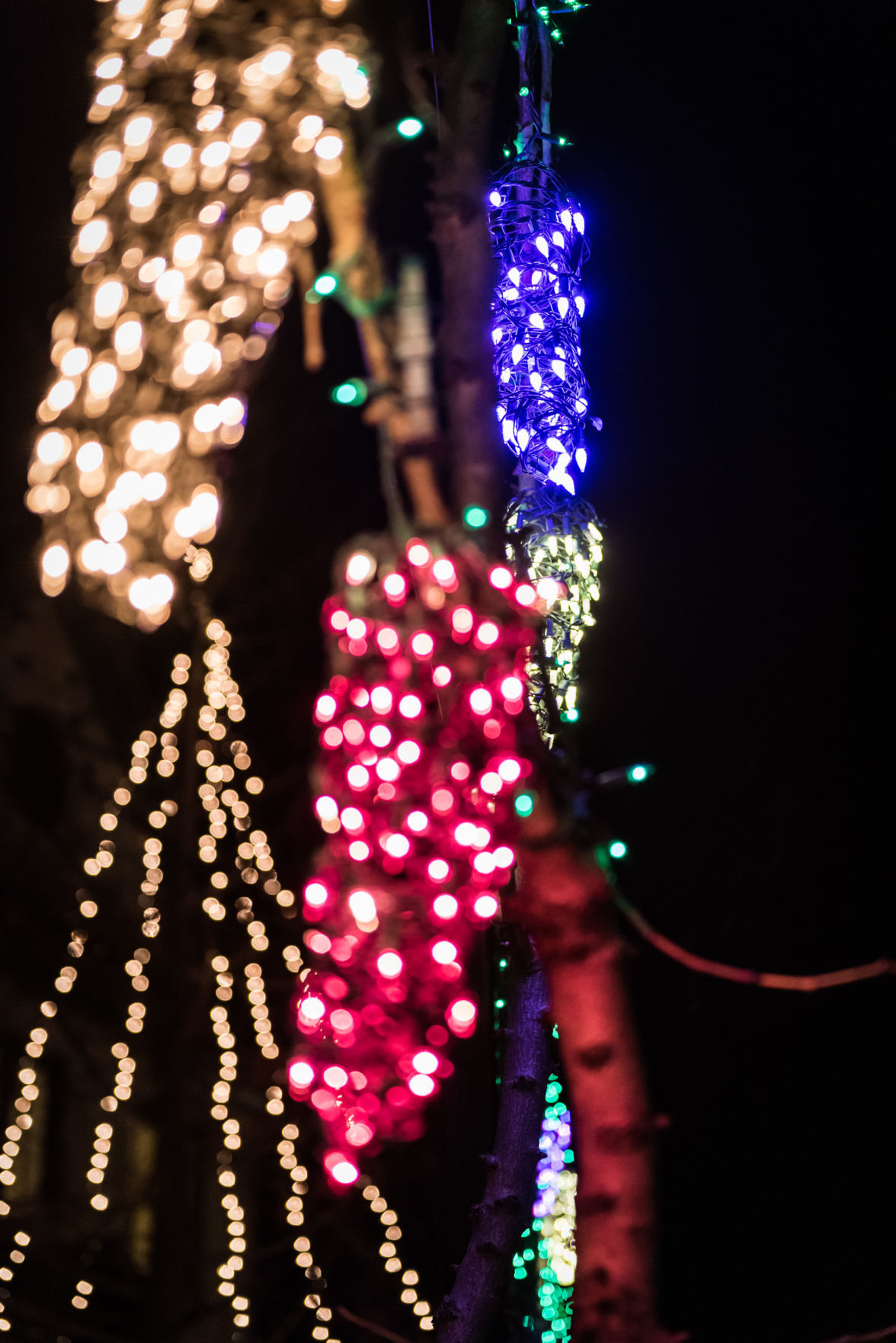 Ciener Garden Tulip Holiday Blooms Light Display